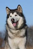 ALASKAN MALAMUTE 845